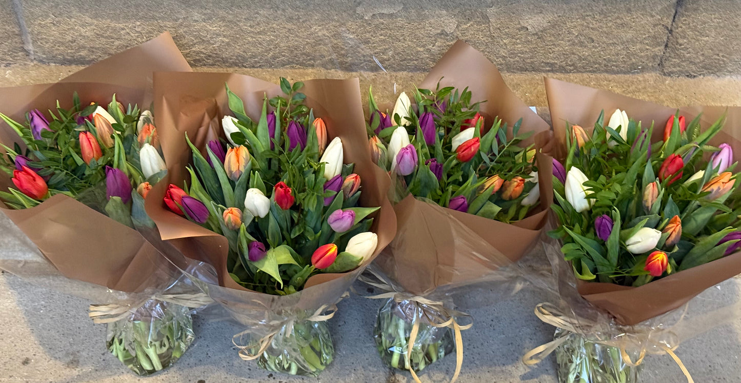 English Tulips