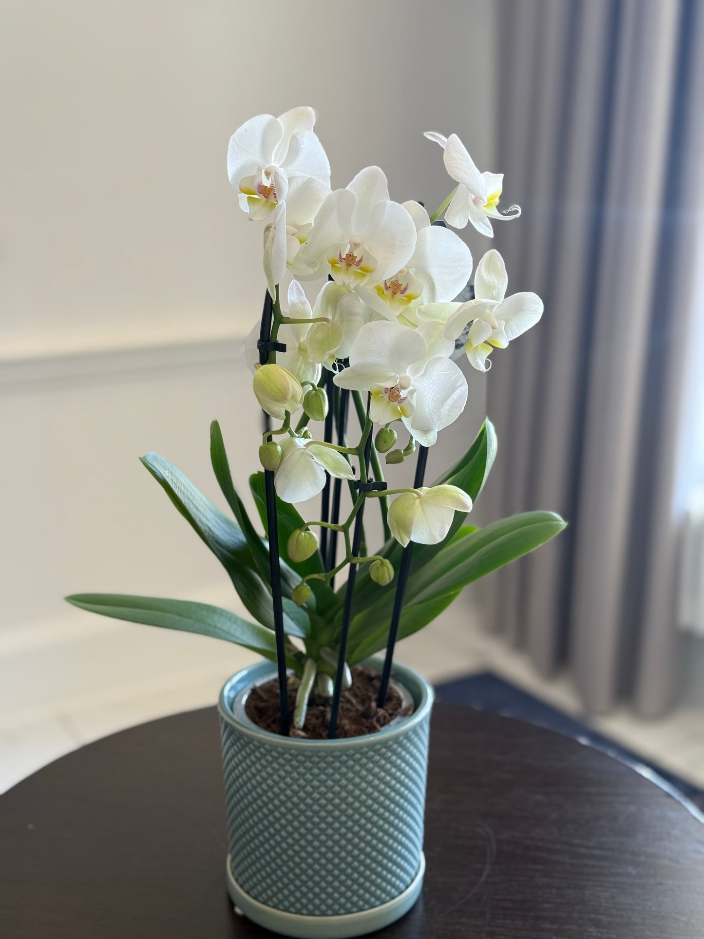 Phalenopsis orchid in ceramic