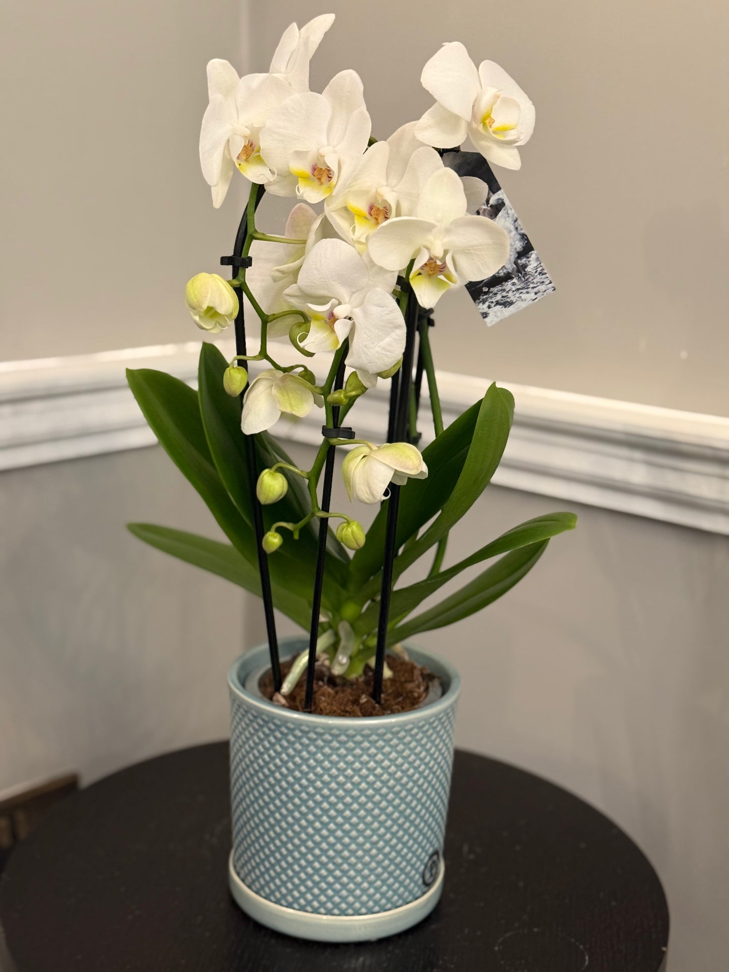 Phalenopsis orchid in ceramic